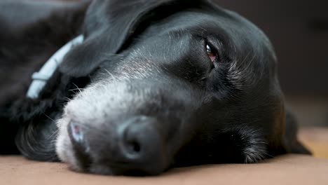 A-close-up-view-of-a-sleeping-senior-black-dog-looking-at-the-camera-as-it-lies-on-a-home-floor