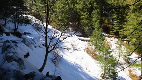 Snowy-forest-landscape-in-National-Park-with-shadows-of-cedar-trees