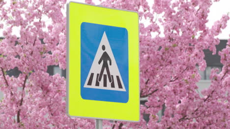 Ein-Fußgängerüberweg-Schild-Fällt-Vor-Dem-Hintergrund-Lebendiger-Kirschblüten-In-Einem-Städtischen-Umfeld-Auf.