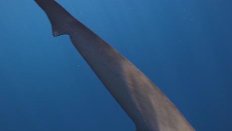 Underwater-lemon-shark-swims-past-in-rippling-sunlight