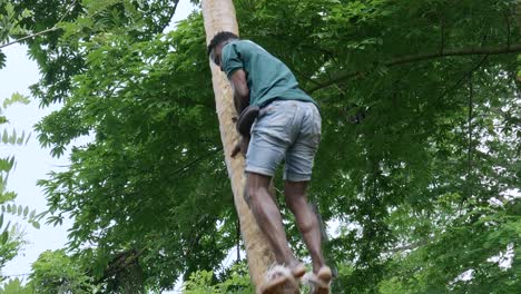 Hombre-Tanzano-Trepando-A-Una-Palmera-Para-Recoger-Cocos-Con-Una-Cuerda-En-Los-Pies