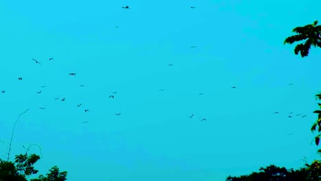 Flock-of-migratory-birds-flying-in-sky-over-forest-at-evening