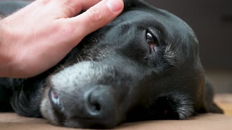 Eine-Nahaufnahme-Eines-Ruhigen-Schwarzen-Hundes,-Der-Sanfte-Liebkosungen-Auf-Seinem-Schläfrigen-Gesicht-Genießt