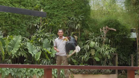 Cálao-Volando-Hacia-Su-Cuidador-Durante-Un-Espectáculo-De-Aves-En-El-Zoológico-De-Bali