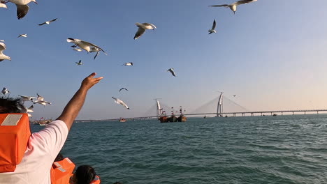Against-the-backdrop-of-newly-constructed-bridge-spanning-the-tranquil-bay-waters,lone-figure-stands-on-boat's-deck,-reaching-out-with-an-offering-of-food-to-flock-of-seagulls-soaring-overhead