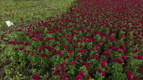 Imágenes-Aéreas-De-Un-Solo-Agricultor-Cosechando-Flores-De-Terciopelo.