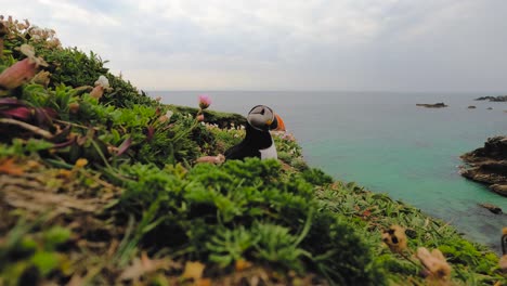 4K-footage-of-Puffin-in-their-natural-habitat---Salt-Island---Wexford---Ireland