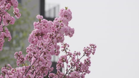 Flores-De-Cerezo-En-Plena-Floración,-Una-Suave-Señal-De-La-Llegada-De-La-Primavera,-Capturadas-En-Un-Enfoque-Suave-Con-Una-Sutil-Luz-Solar.