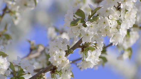 Close-up-of-white-cherry-blossom-flowers-with-delicate-petals-and-fresh-green-leaves-against-blue-sky,-heralding-the-joyous-arrival-of-spring