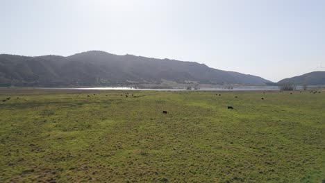 Cows-Grazing-On-Pasture-On-Shore-Of-Lake-Henshaw-In-San-Diego,-California