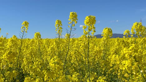 We-see-in-the-foreground-some-rapeseed-plants-in-a-large-crop-with-an-intense-yellow-color,-they-move-by-the-wind-and-there-are-many-insects-in-their-surroundings-with-a-beautiful-blue-sky