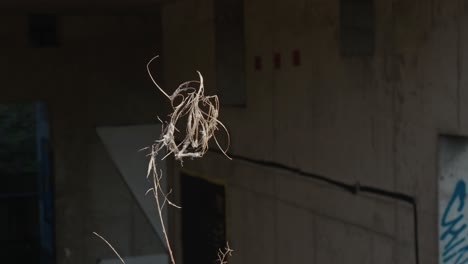 Dry-plant-against-backdrop-of-Zagreb's-derelict-hospital-building