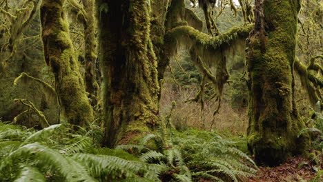 Hoh-Rainforest-in-Washington,-Mossy-Tree-Trunks-and-Ferns-At-Olympic-National-Park