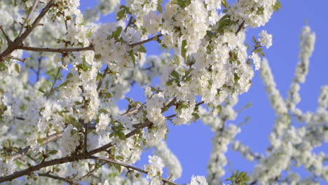 Vibrantes-Flores-De-Cerezo-Blancas-En-Plena-Floración-Contra-Un-Cielo-Azul-Claro,-Un-Símbolo-Del-Despertar-De-La-Primavera