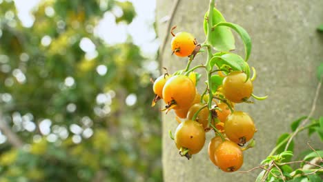 Stunning-shot-of-barbados-gooseberry-hanging-on-vine-ripe-and-ready-for-harvest-tropical-fruit-botanical-garden