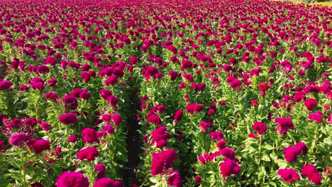 Aerial-footage-of-a-huge-flower-field