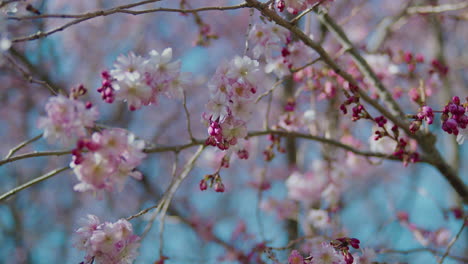 Flowers-of-cherry-blossom-tree-freshly-sprouting,-with-new-buds-forming-on-branch