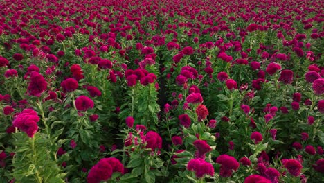 Footage-of-a-velvet-flower-crop-in-Atlixco,-México