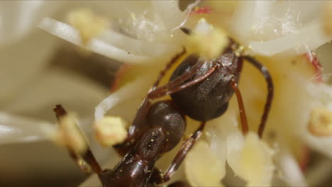 Hormiga-De-Formica-Comiendo-Delicioso-Y-Dulce-Néctar-De-Flor