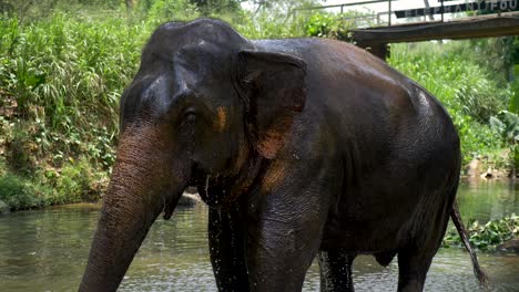Vista-Slr-En-Cámara-Lenta-De-Elefante-Asiático-Adulto-Salpicando-Agua-Lavando-Animales-Bañandose-En-El-Orfanato-Del-Milenio-Del-Río-En-Sri-Lanka-Viajes-Turismo