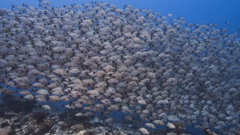 Big-school-of-red-paddletail-snapper-in-clear-blue-water-on-a-tropical-coral-reef,-Tuamotu-archipelago,-french-polynesia,-south-pacific