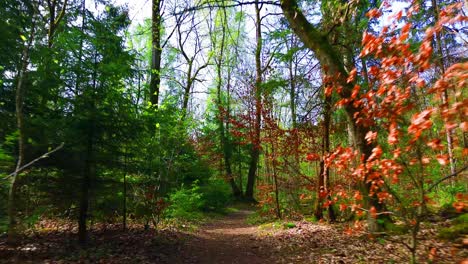 Sendero-Forestal-Sereno-Con-Follaje-Primaveral