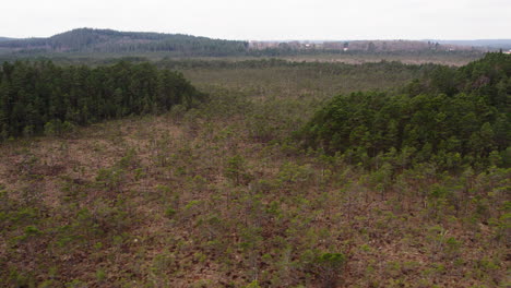 Feuchtgebiet-Mit-Verstreuten-Nadelbäumen-Zwischen-Wald,-Weite-Landschaftsszene,-Luftaufnahme