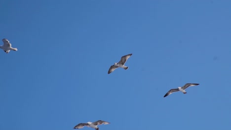 Seagulls-Flying-Against-Blue-Sky-In-Daytime