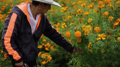 Hispanic-farmer-man-harvesting-marigold-flowers-for-the-day-of-the-dead-celebration-in-México