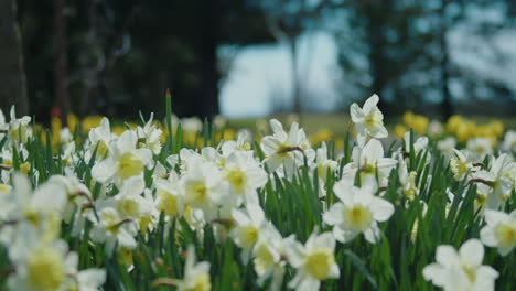 Thick-patch-of-white-and-yellow-daffodils-deep-in-an-evergreen-forrest