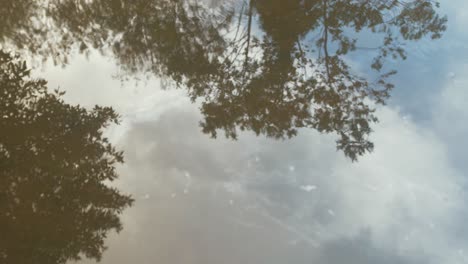 Oil-film-on-water-surface-Rack-Focus-to-tree-reflection