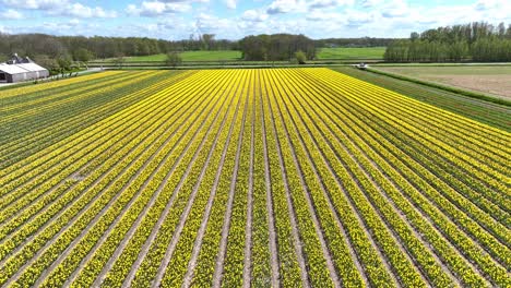 Vuelo-De-Drones-Sobre-Campos-De-Flores-Amarillas