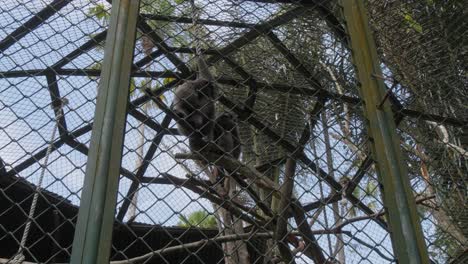 Two-gibbons-in-a-cage