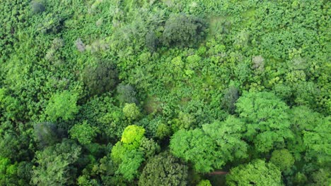 drone-footage-descending-on-a-lush-green-forest-area-as-native-Hawaiian-birds-fly-by-on-the-island-of-Oahu-Hawaii