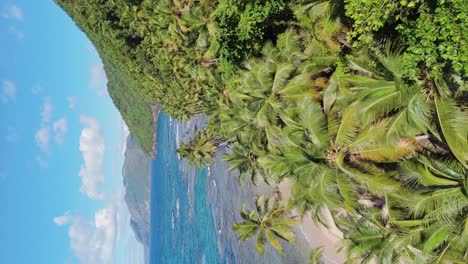 Slow-Drone-flight-over-tropical-palm-trees-growing-at-coastline-of-Samana