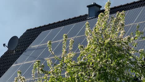 Schwankender-Blühender-Baum-Im-Garten-Vor-Modernen-Solarmodulen-Auf-Dem-Dach-Eines-Hauses-In-Einem-Wohngebiet