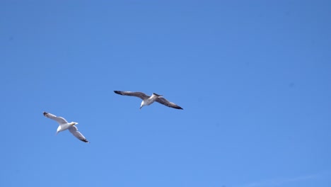Seagulls-In-Flight-Against-Blue-Sky-On-Sunny-Day