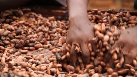 Manos-Trabajando-Con-Granos-De-Cacao-Frescos.-De-Cerca