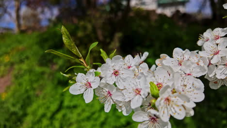 Hermosa-Rama-De-Sakura-En-Flor-De-Cerezo-En-Primavera-En-Un-Día-Soleado