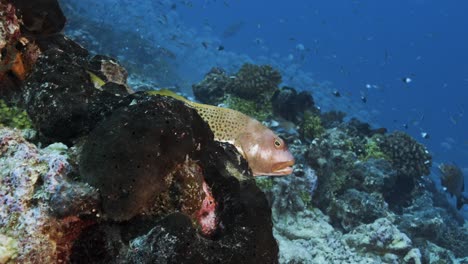 Toma-Cercana-De-Un-Pez-Halcón-Y-Otros-Peces-Coloridos-En-Un-Arrecife-De-Coral-Tropical,-Archipiélago-Tuamotu,-Polinesia-Francesa,-Tahití,-Océano-Pacífico-Sur