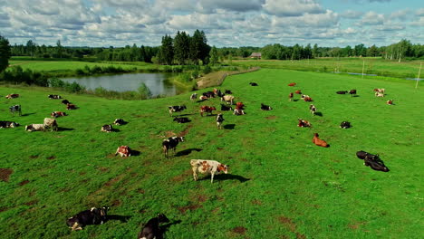 Aerial-view-backwards-over-cattle-grazing-on-rural-meadows,-sunny-summer-day