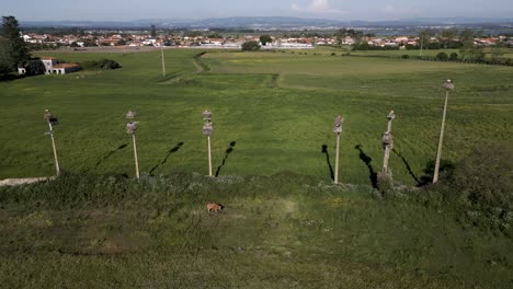 Nidos-De-Cigüeña-En-Postes-Sobre-Un-Exuberante-Campo-Con-Una-Vaca,-En-Murtosa,-Aveiro,-Portugal---Aéreo