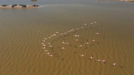 Fliegen-Mit-Flamingos---Luftaufnahme-Einer-Schar-Rosa-Flamingos,-Die-Entlang-Des-Flusses-Guadalquivir-Im-Doñana-Nationalpark-In-Spanien-Fliegen