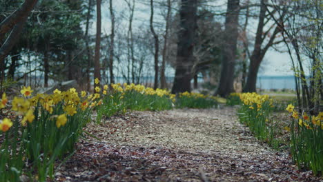 Nature-trail-that-leads-to-the-ocean-surrounded-by-beautiful-warm-and-orange-daffodils