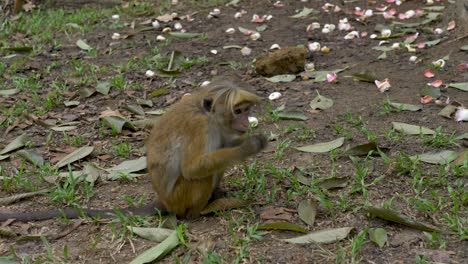 Slow-motion-SLR-shot-of-monkey-on-ground-with-leaves-in-Botanical-Gardens-park-in-Peradeniya-Kandy-Sri-Lanka-Asia-travel-nature-wildlife-animals
