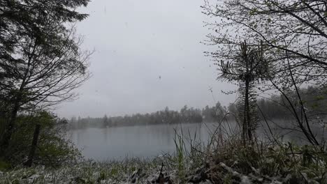 Snow-is-falling-on-Grass-and-Flowers-in-April-with-Lake-and-Forest-in-Background