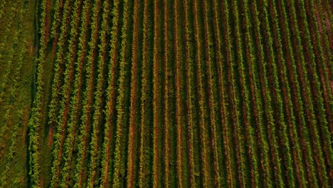 Weinrebenfeld-In-Der-Steiermark,-Österreich