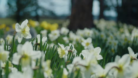 Panorámica-Sobre-Un-Lecho-De-Narcisos-Blancos-Para-Revelar-Un-Bosque-Siempre-Verde