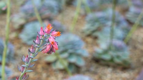 Rack-focus-pulling-shot-of-echeveria-flowering-plants-in-the-succulent-garden