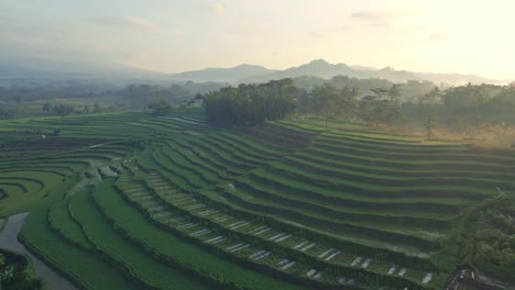 Reisfeld,-Nebliger-Morgen-In-Der-Landschaft-Von-Indonesien